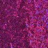 Sequin Stretch Power Mesh Fabric