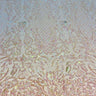 Stretch Sequins Fabric Luna Sequin Mesh