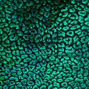 Nylon Spandex Cheetah Hologram Fabric 60"