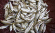 Mola 200g
