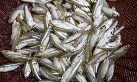 Mola 200g