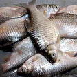 Shorputi Small 250g