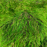 Metallic Faux Fur Tinsel Ostrich Feather Polyester Fabric - Metallic Faux Ostrich Feather, 54" Width (1 Yard)