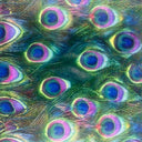Polyester Spandex Digital Peacock Foil Print Fabric