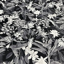 Polyester Spandex Paradise Paper Print Fabric 60"