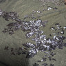 Polyester Mesh Fabric with Spread Flower Sequin