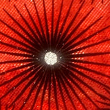 Hologram Spandex Fabric Star-Flocked 60"