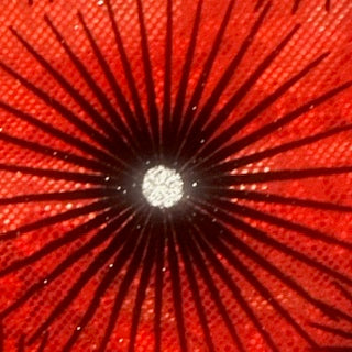 Hologram Spandex Fabric Star-Flocked 60"