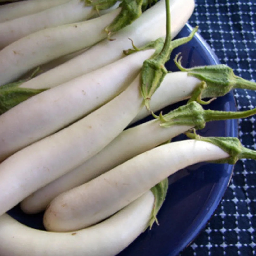 Fingerling Mix Eggplant Heirloom Seeds Good for Containers Patio and Balcony Organic Non GMO