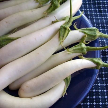 Eggplant heirloom seeds for growing vegetables in containers, patio gardens and home garden spaces