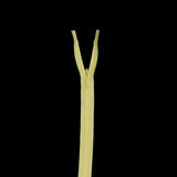 Invisible Zipper 9" by YKK - 503 Pale Yellow
