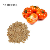 Beefsteak Determinate Tomato Seeds Heirloom Organic High Yield Garden Variety