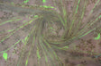 Glitter Snowflake Organza Polyester Fabric - Iridescent Sheer Christmas Snowflake, 58/60" Width (1 Yard)