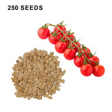 Super Sweet 100 Tomato Seeds Sweet Cherry Tomatoes High Yield Disease Resistant Non GMO Garden Seeds