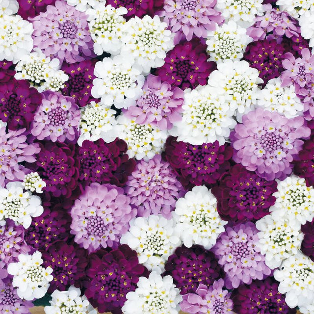 Iberis Confetti Seed