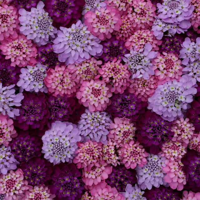 Iberis Sweet Candy Seed