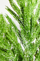 Iced Norfolk Pine Branch 30 Inch Snowy Christmas Greenery Spray