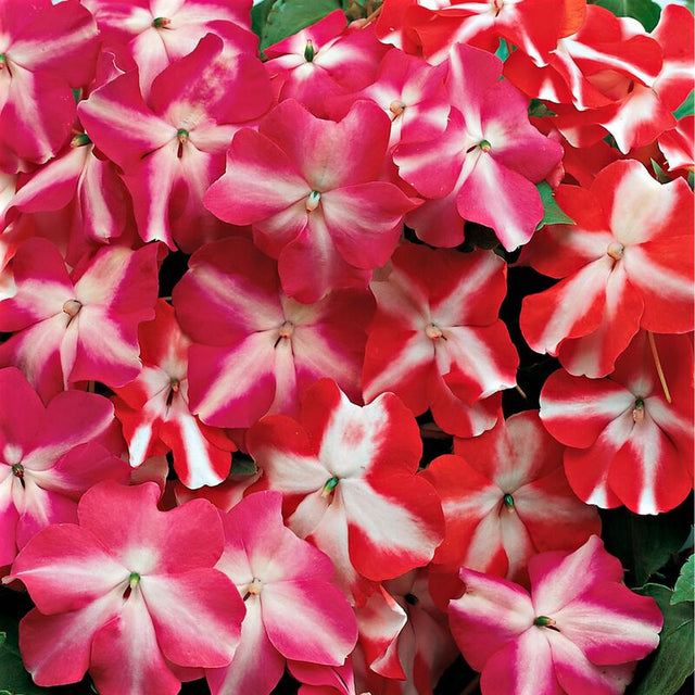 Impatiens Accent Star Mix F1 Seed