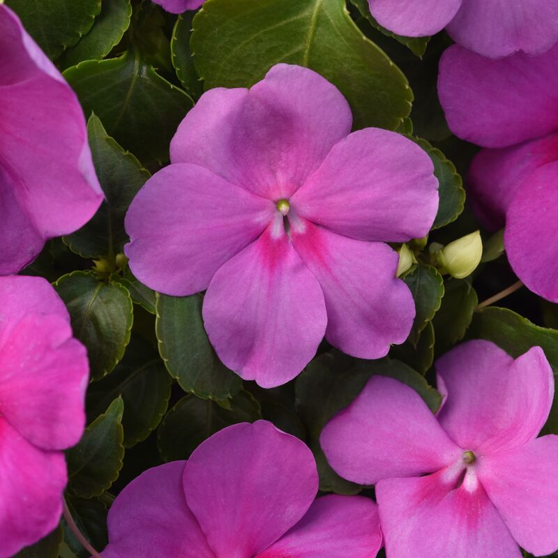 Impatiens Beacon Blue Pearl F1 Seed