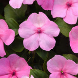 Impatiens Beacon Light Pink F1 Seed