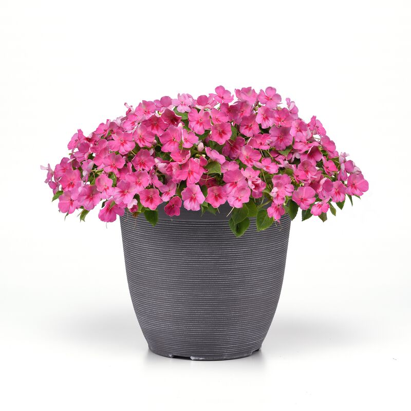 Impatiens Beacon Light Pink F1 Seed