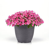 Impatiens Beacon Light Pink F1 Seed