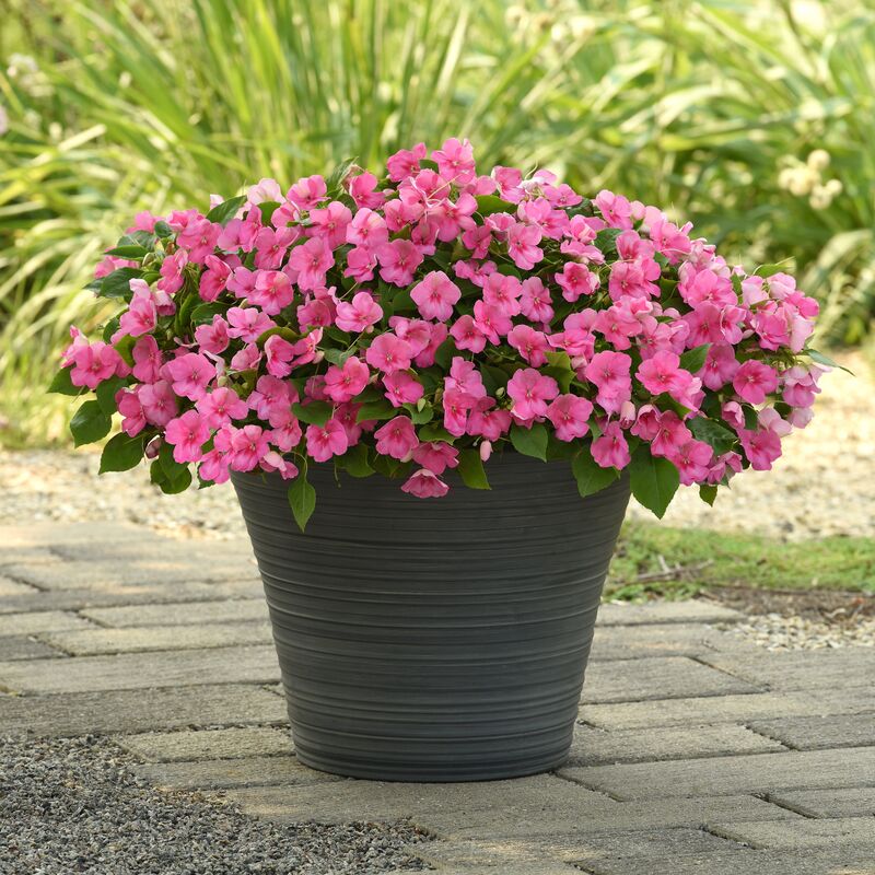 Impatiens Beacon Light Pink F1 Seed