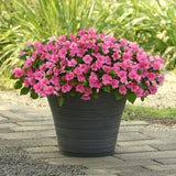 Impatiens Beacon Light Pink F1 Seed