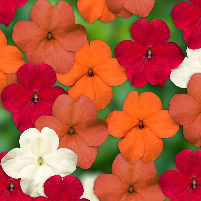Impatiens Imara XDR Hot! Mix F1 Seed