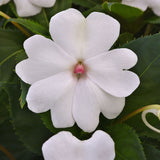 Impatiens Solarscape White Pearl F1 Seed