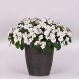 Impatiens Solarscape White Pearl F1 Seed
