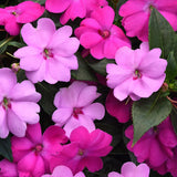Impatiens Solarscape XL Brilliant Gems F1 Seed
