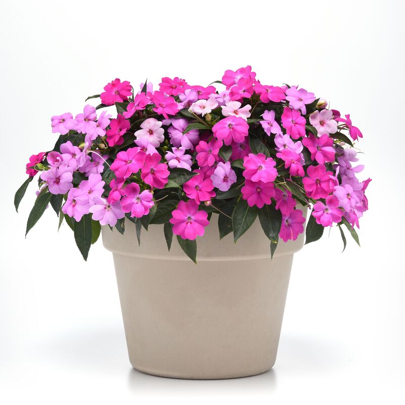 Impatiens Solarscape XL Brilliant Gems F1 Seed