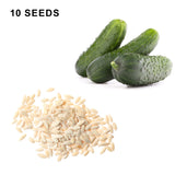 Pioneer F1 Hybrid Cucumber Seeds Heirloom Pickling Cucumber High Yield Cucumis Sativus Open Pollinated Non GMO