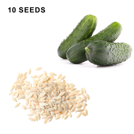 Pioneer F1 Hybrid Cucumber Seeds Heirloom Pickling Cucumber High Yield Cucumis Sativus Open Pollinated Non GMO