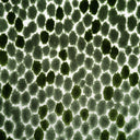 Animal Skin Cut Velvet Upholstery Fabric