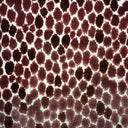 Animal Skin Cut Velvet Upholstery Fabric