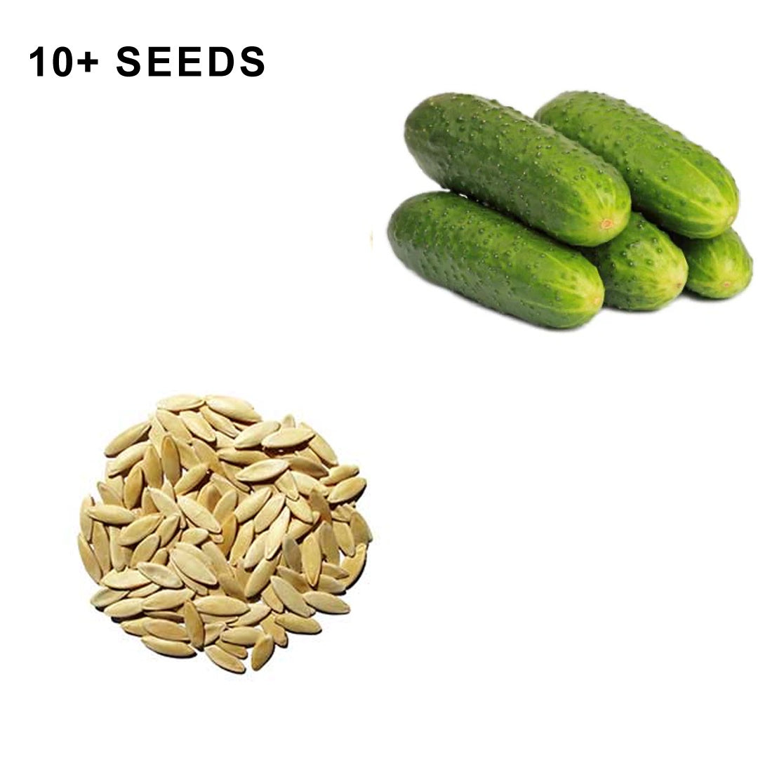 National Pickling Cucumber Seeds Organic and Non GMO Grow Your Own Cucumbers at Home