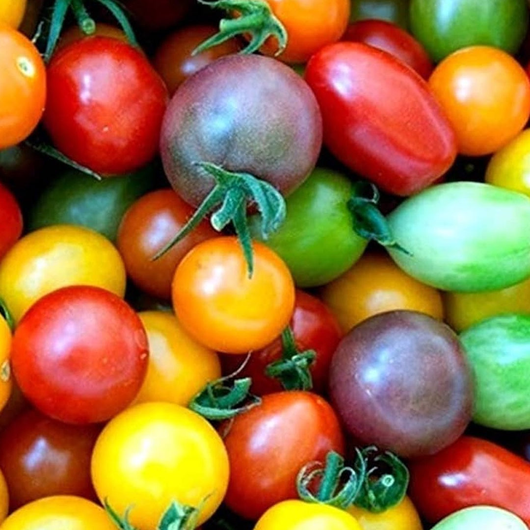 Rainbow Mix Cherry Tomato Seeds Red Orange Yellow Black Solanum Lycopersicum
