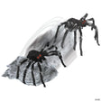 Jumping Spider