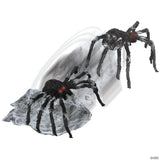 Jumping Spider