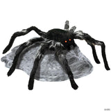 Jumping Spider