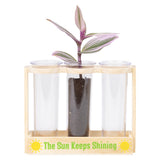 Root Viewer Science Kit (1 PC)