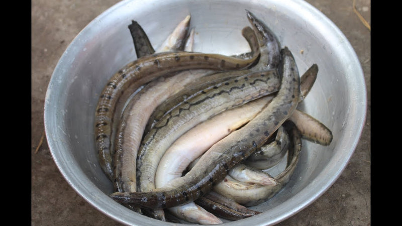 Star Baim Fish 500g