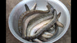 Star Baim Fish 500g