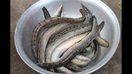 Star Baim Fish 500g