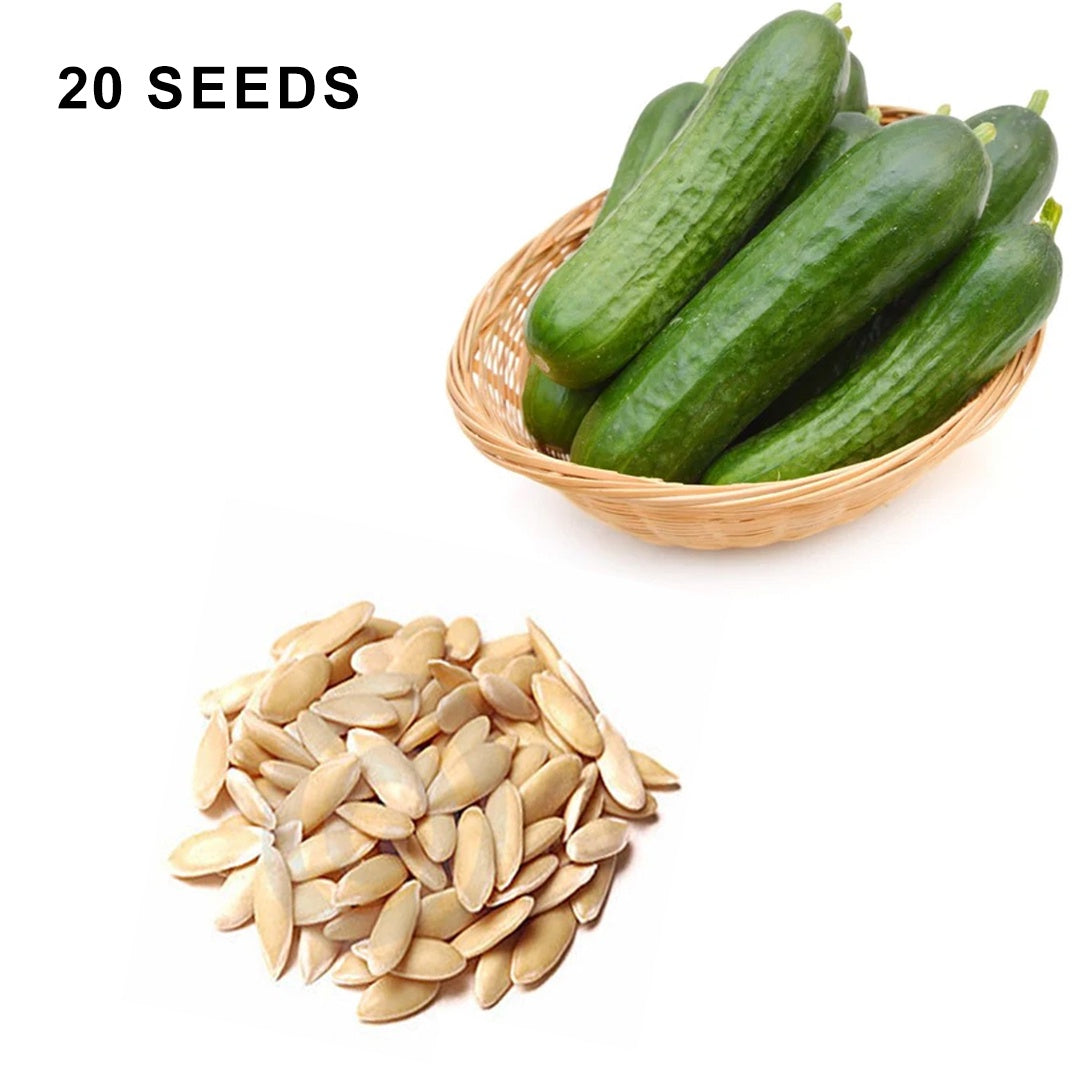 Muncher Cucumber Seeds Heirloom Organic High Yield Crisp and Tasty Garden Variety