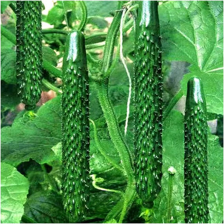 জিনইয়ান ফোর শসা বীজ ৩০টি প্রলেপযুক্ত বীজ আগাম প্রধান লতা জাত