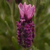 Lavender Bandera Deep Rose Seed
