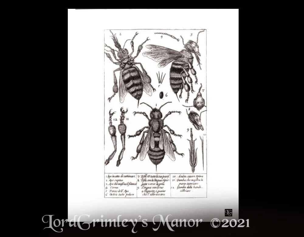 Bee Dissected - Digital Art Print - Velvet Rag Paper